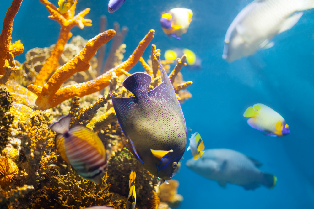 17 Things a Coral Reef Records About Itself