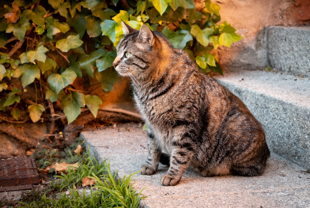 domestic cat