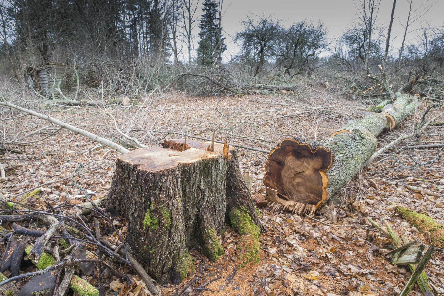 woodland
