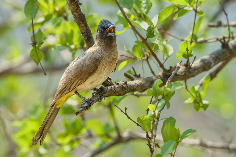 bird