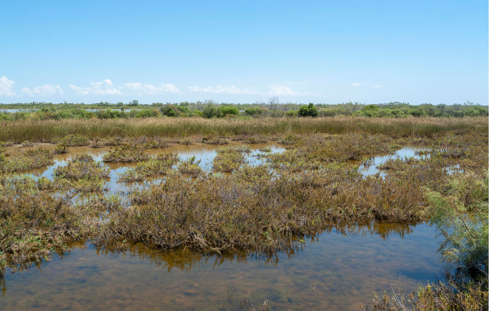 wetland
