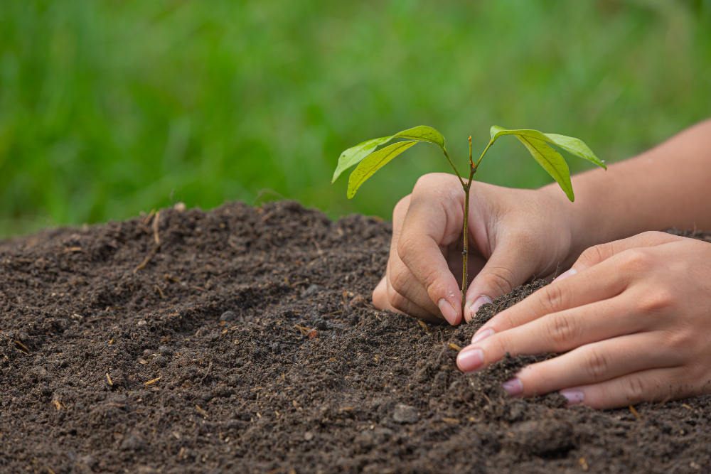 Soil