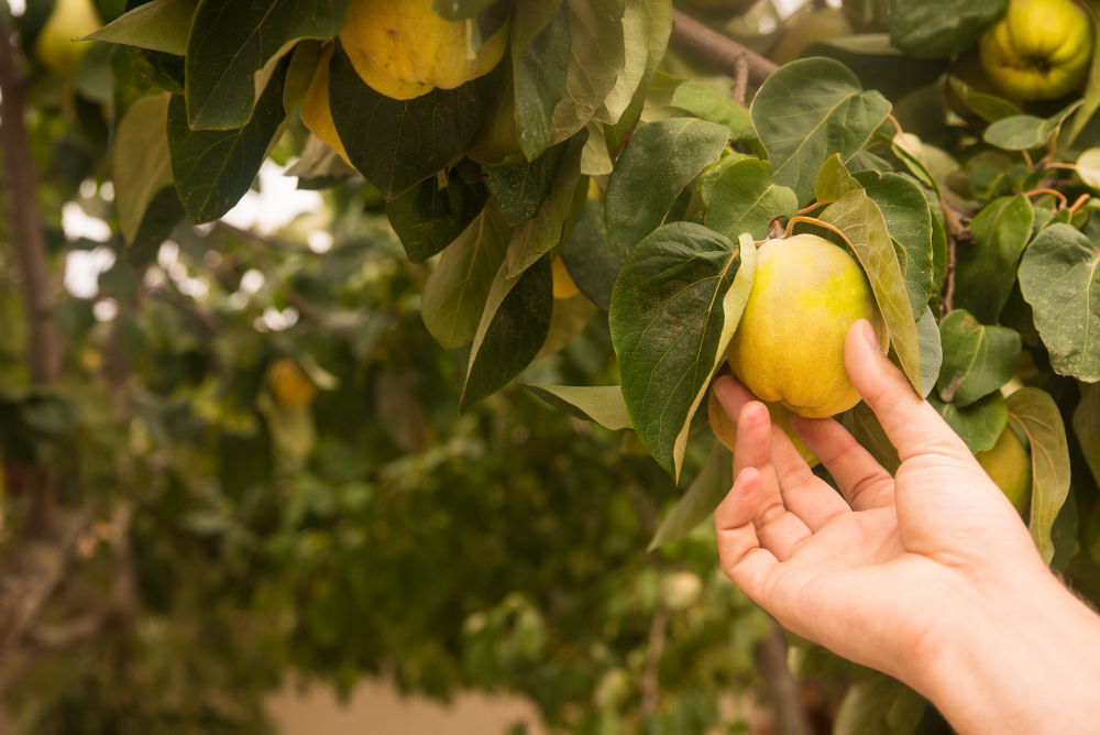 Fruit Ripens