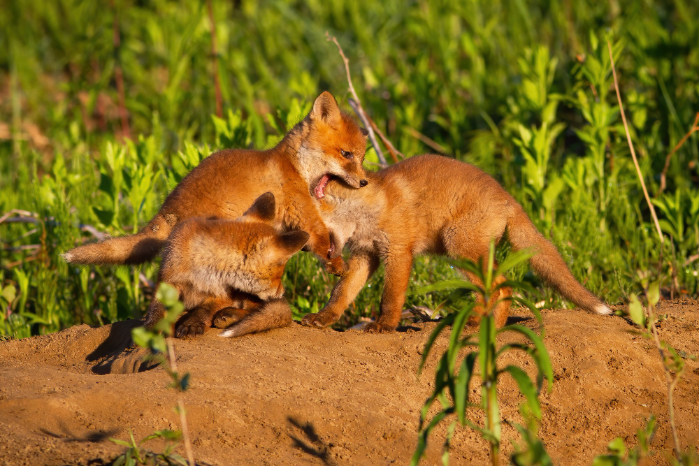 young animals playing