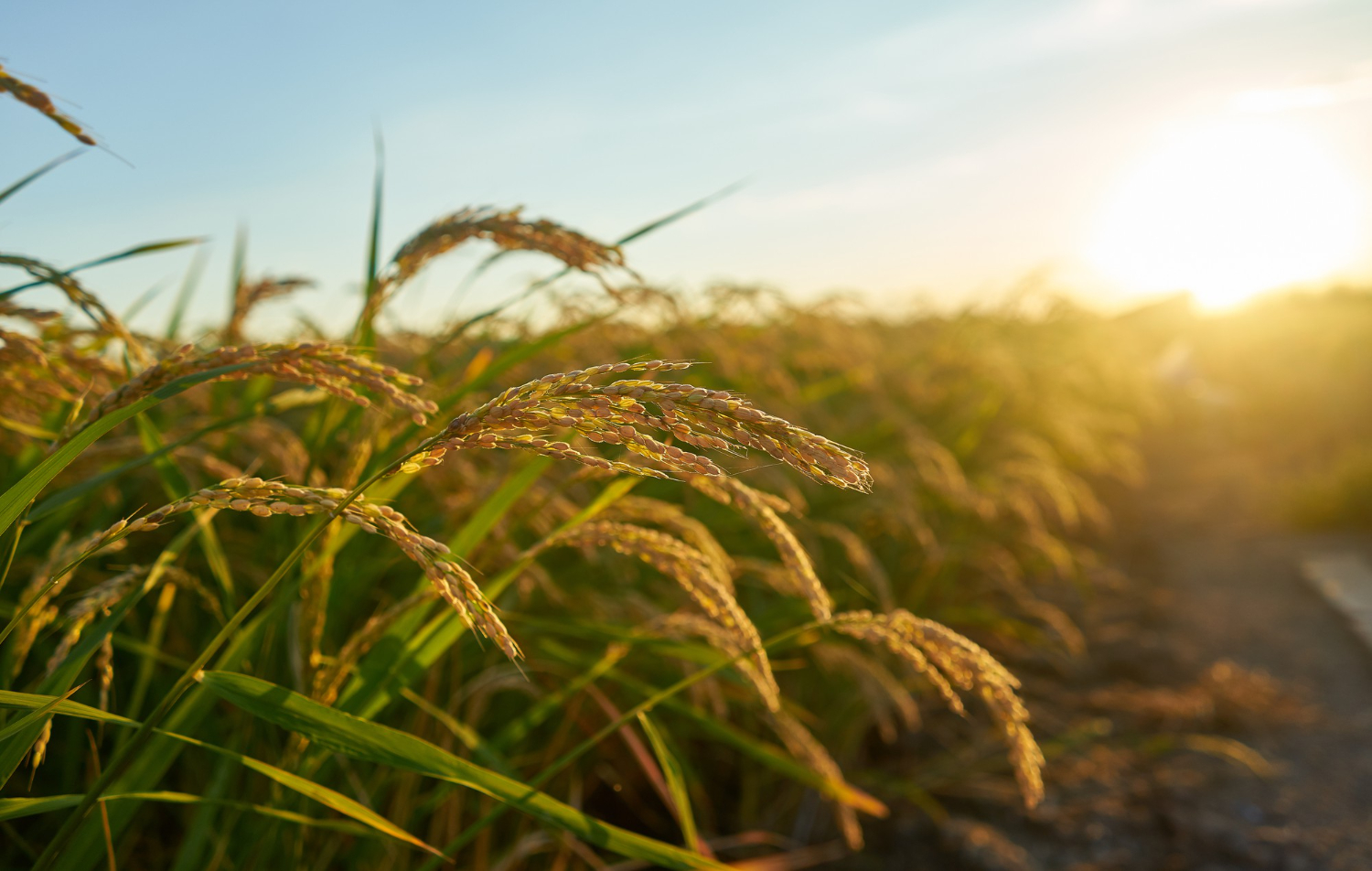 Agricultural