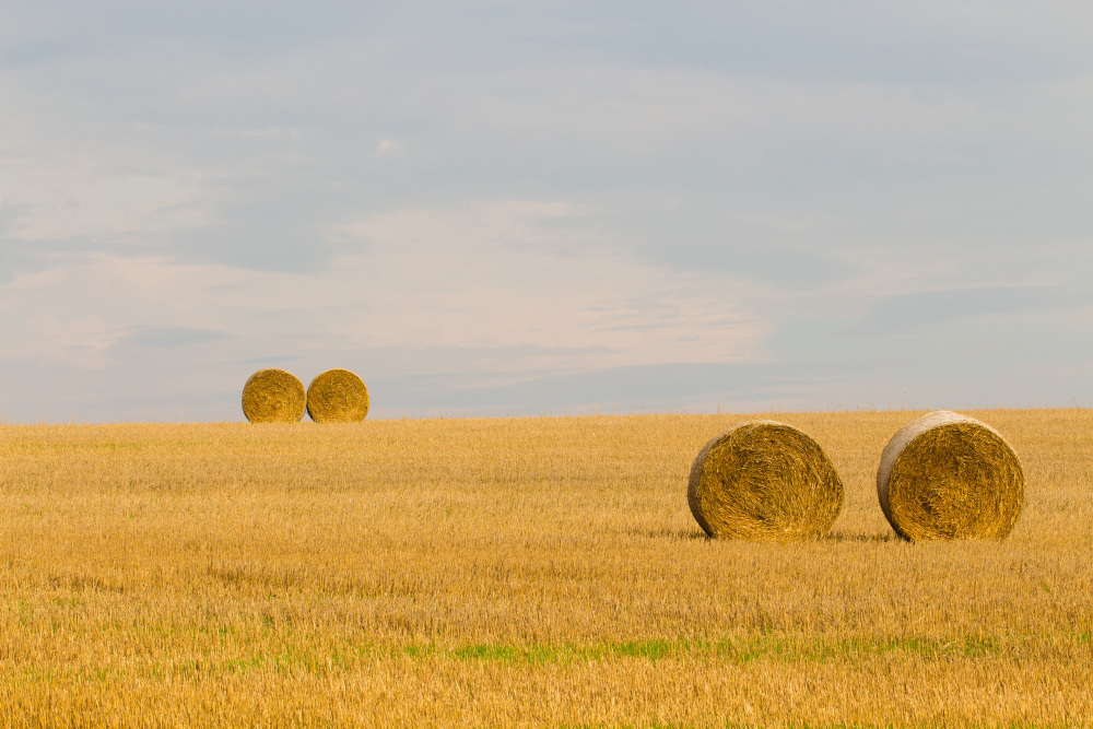 haymaking field