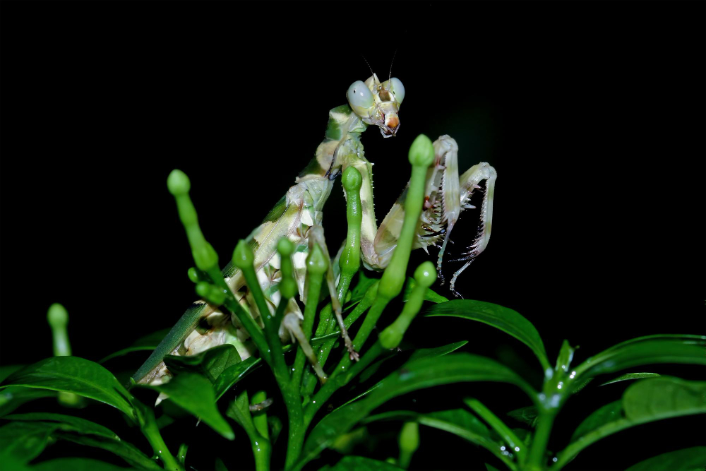 carnivorous plants