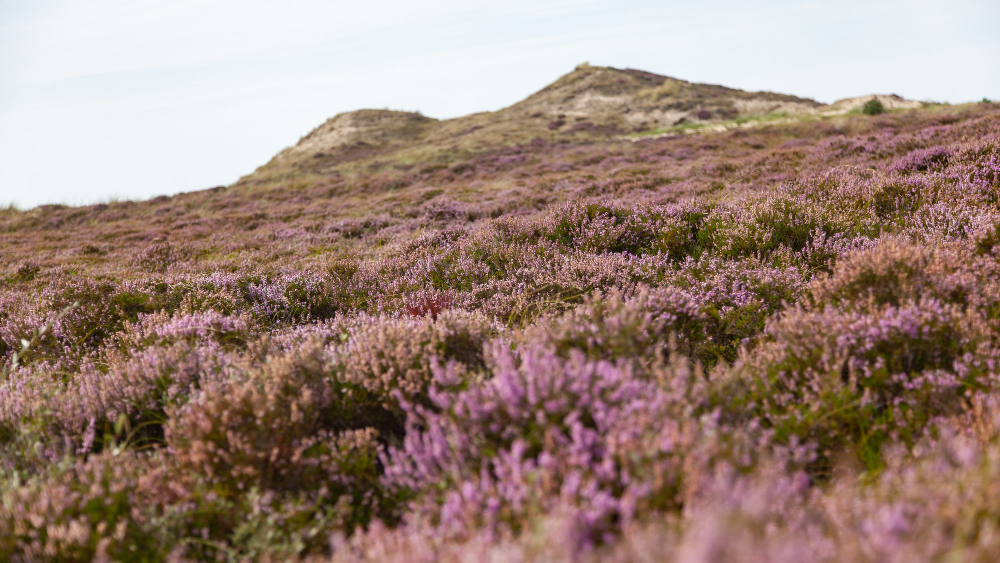 17 Things Moorland Records About Its Own Past