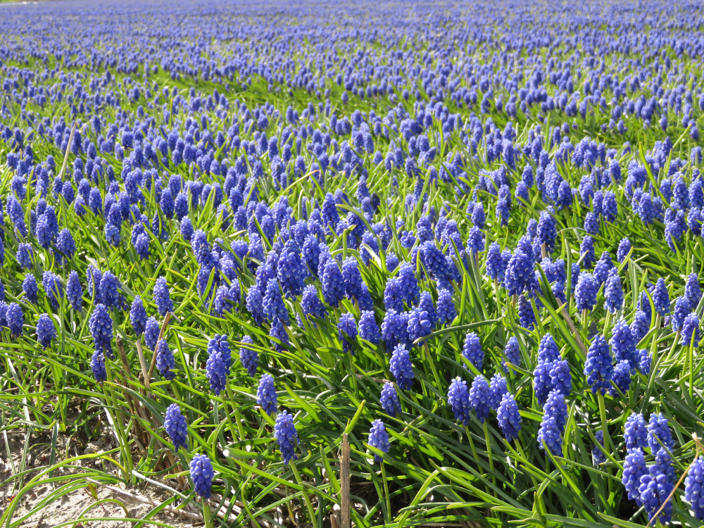 flax plants