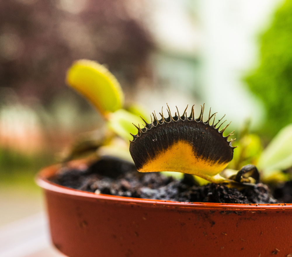 carnivorous plants