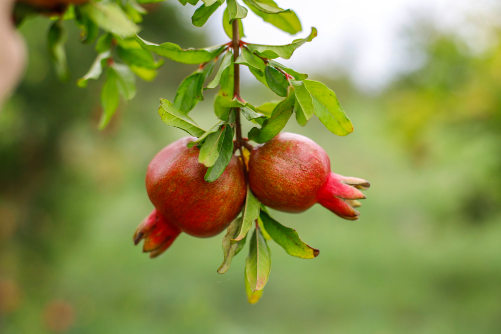 Fruit Ripens