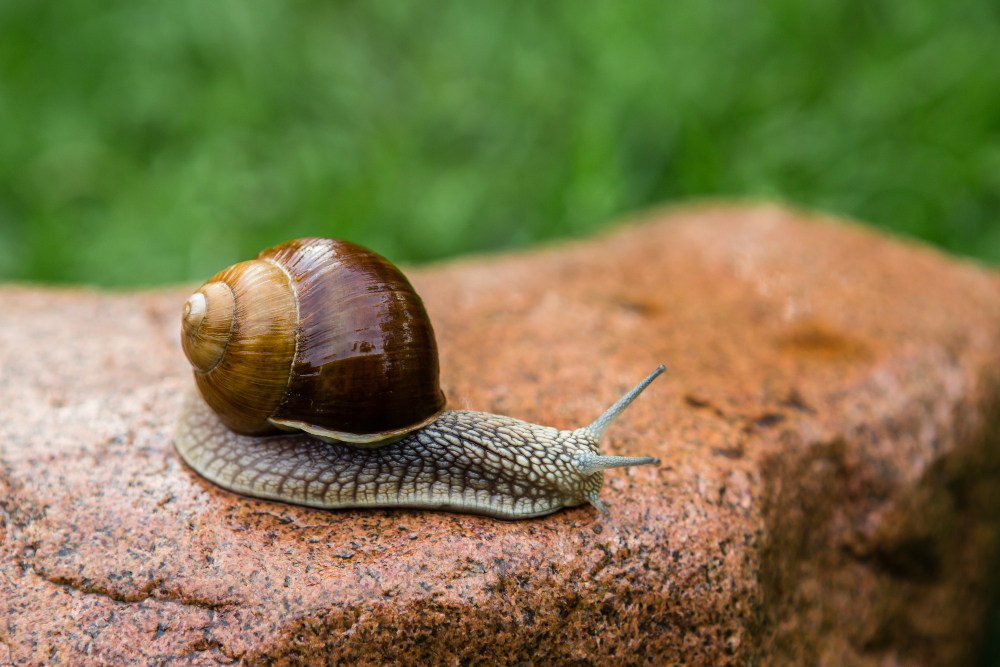 Snail