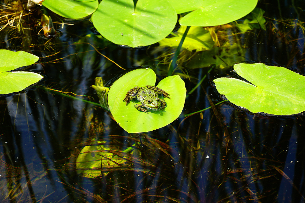 tadpoles pond water