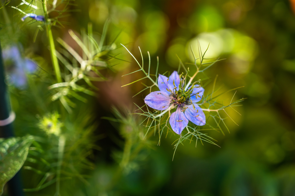 flax plants