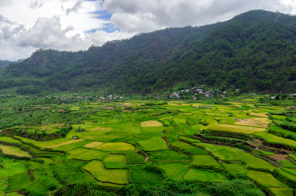 terraced hillside