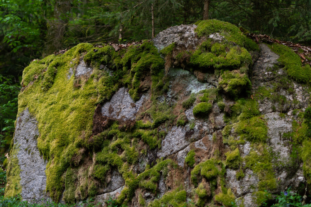 lichen rock