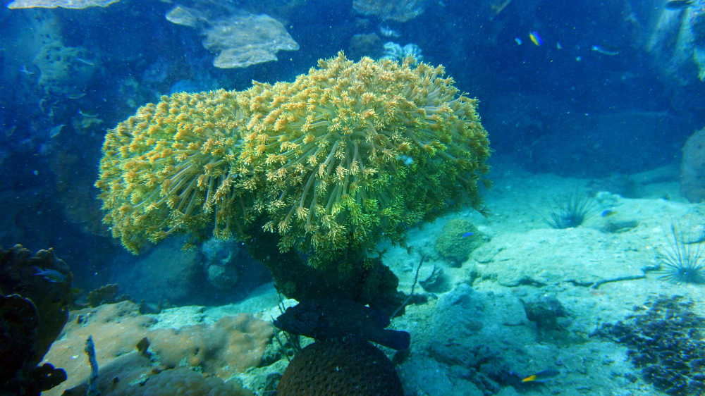Coral Reef