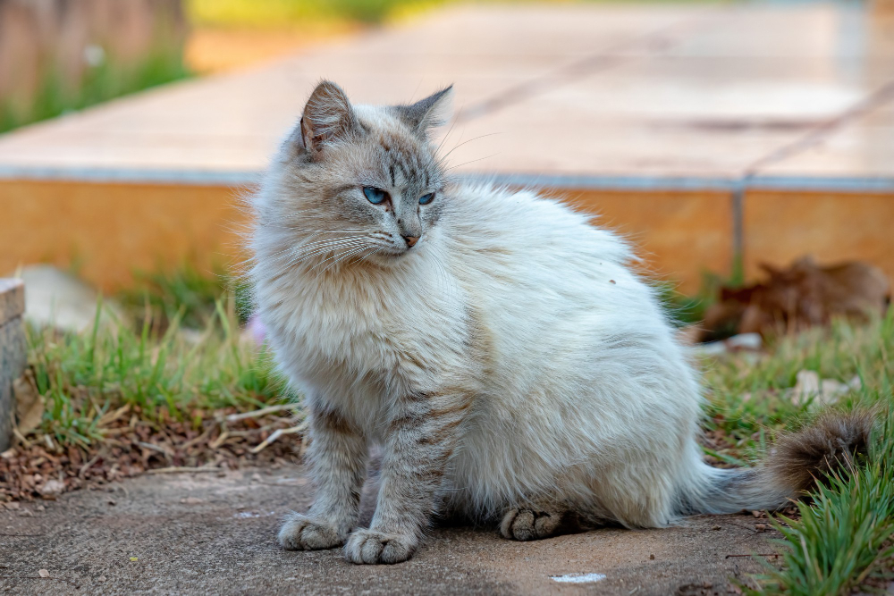 domestic cat