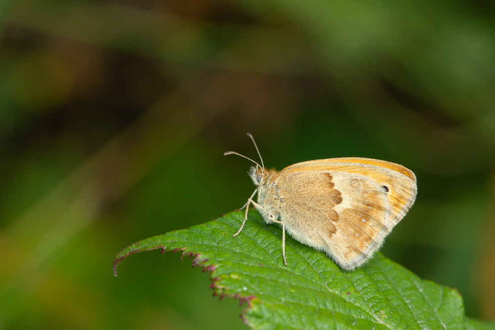 moth