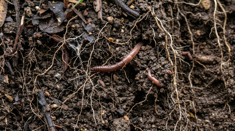 earthworm