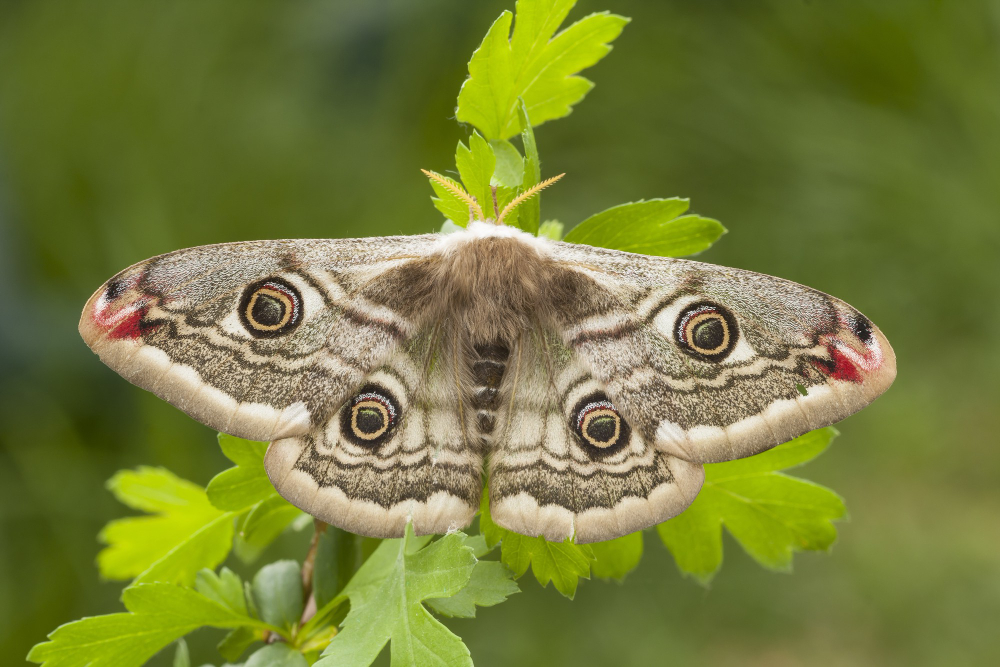 moth