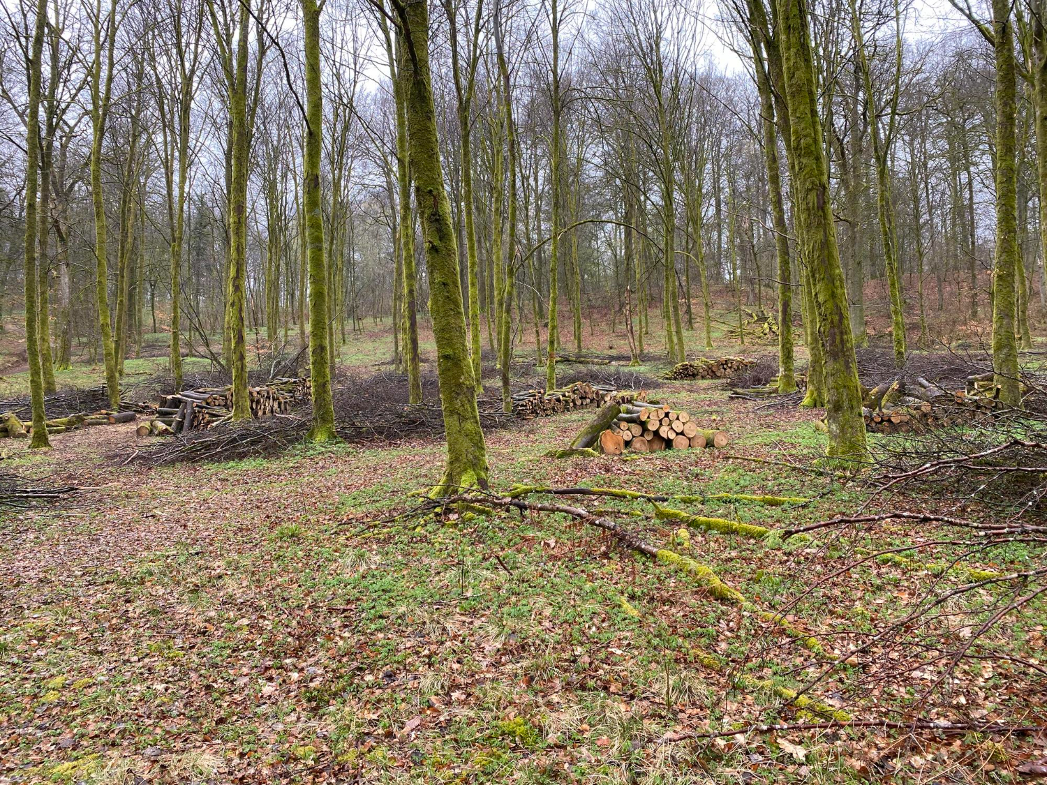 woodland