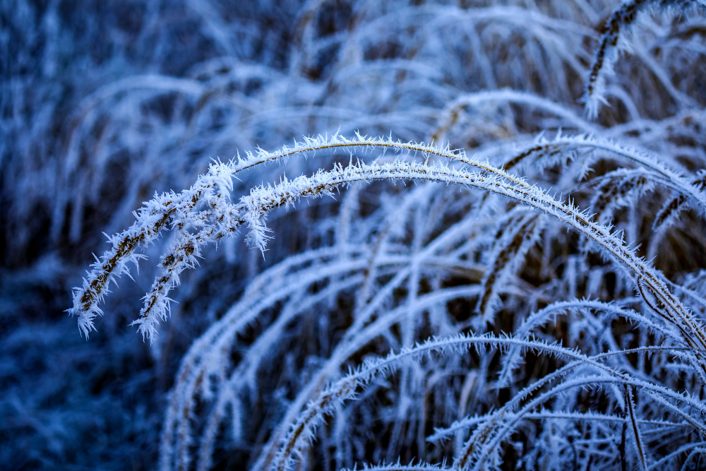 frost