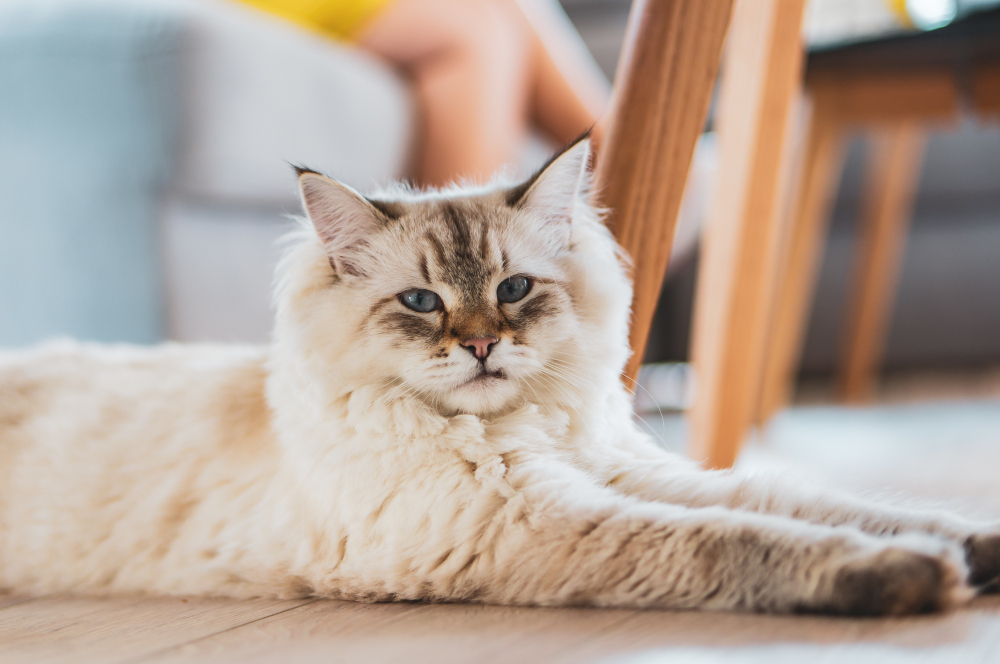 domestic cat