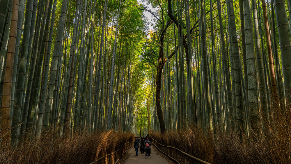 Bamboo