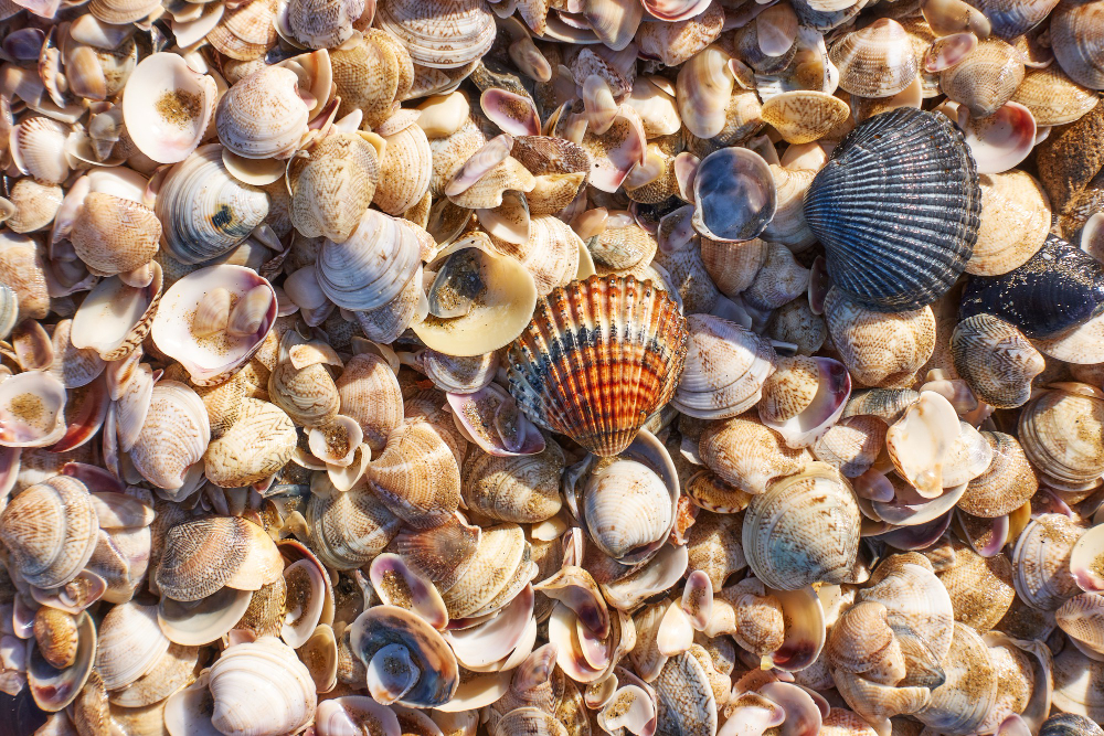 oyster shells