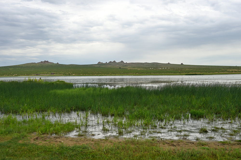 wetland