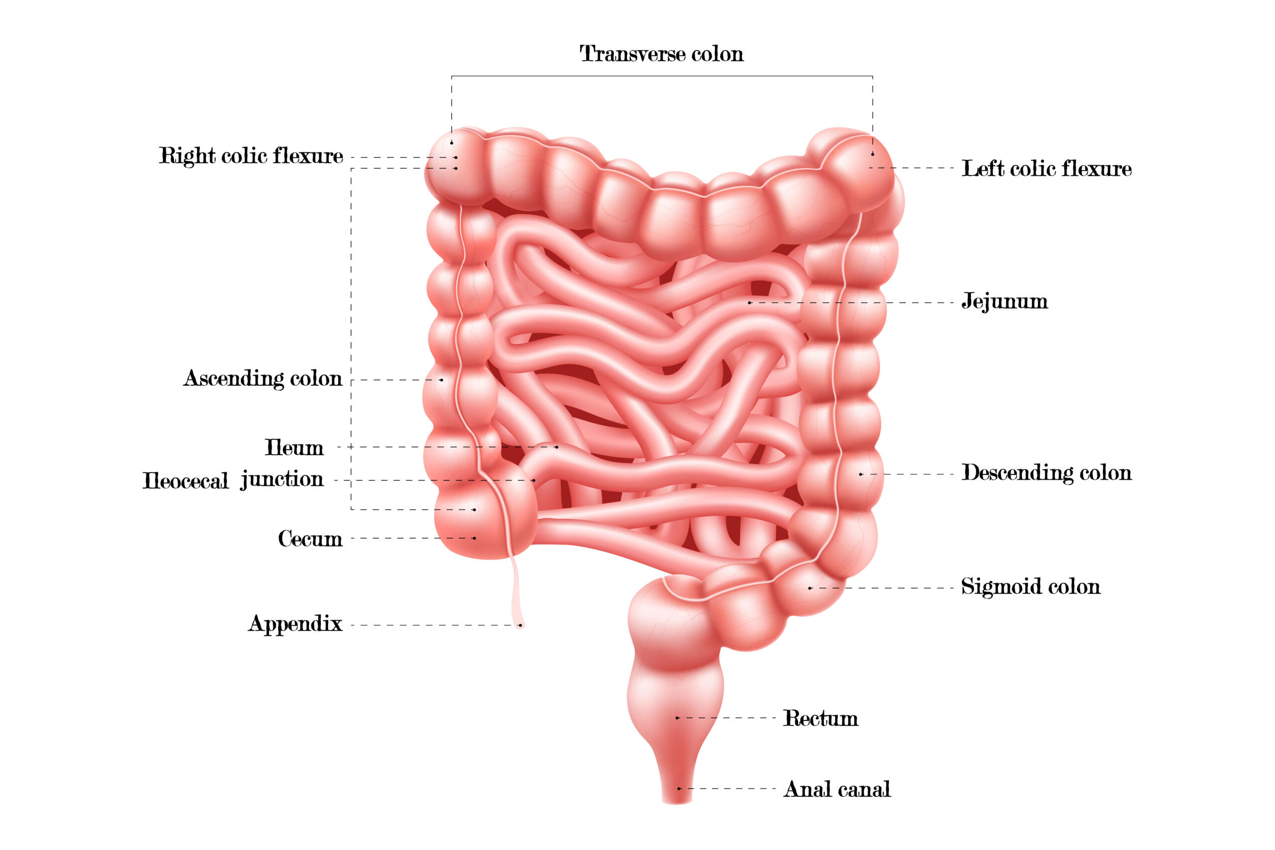 human anatomy