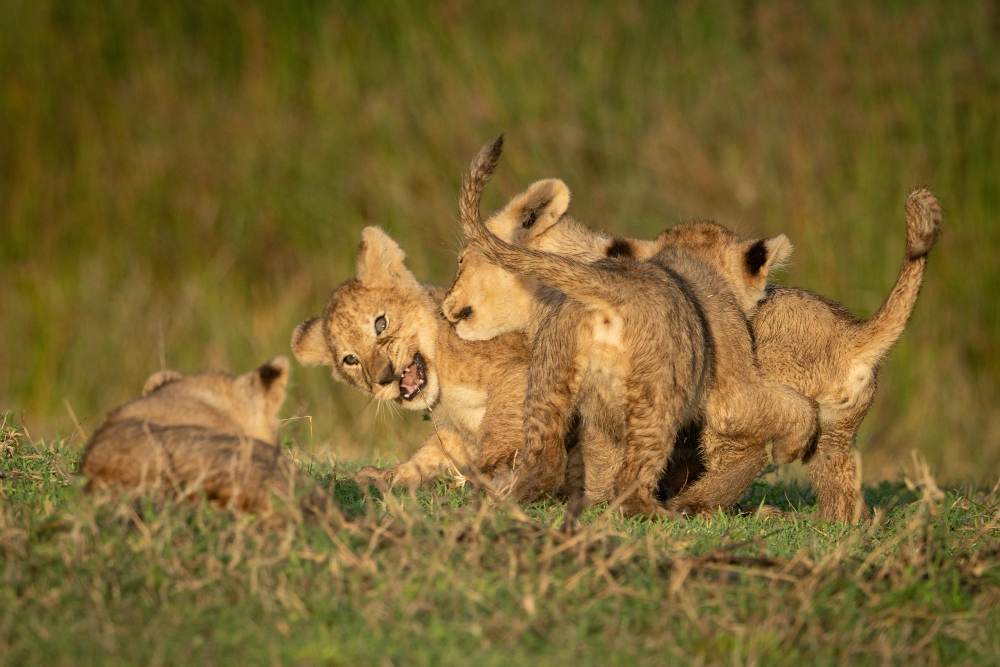 young animals playing