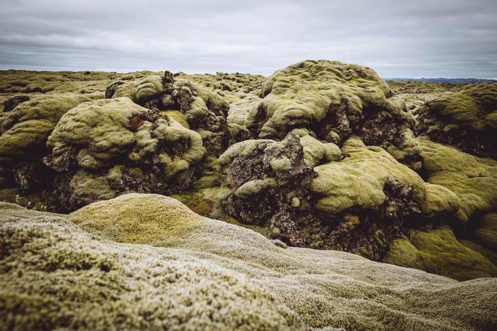 lichen rock