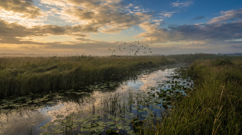 wetland