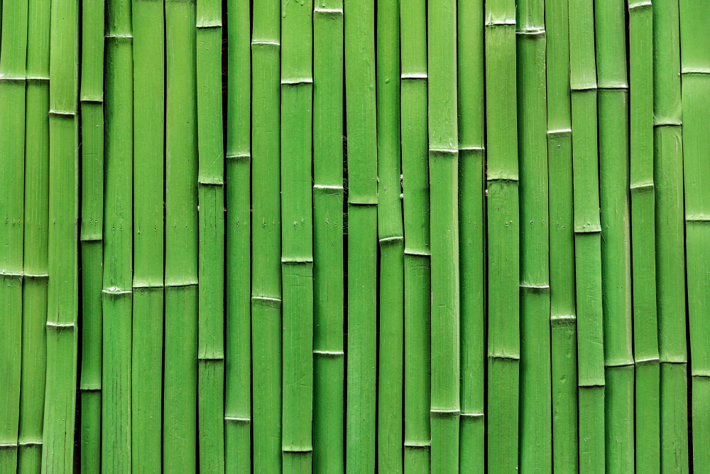 Bamboo