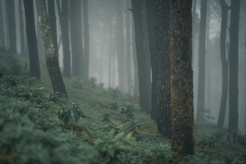 Treeline