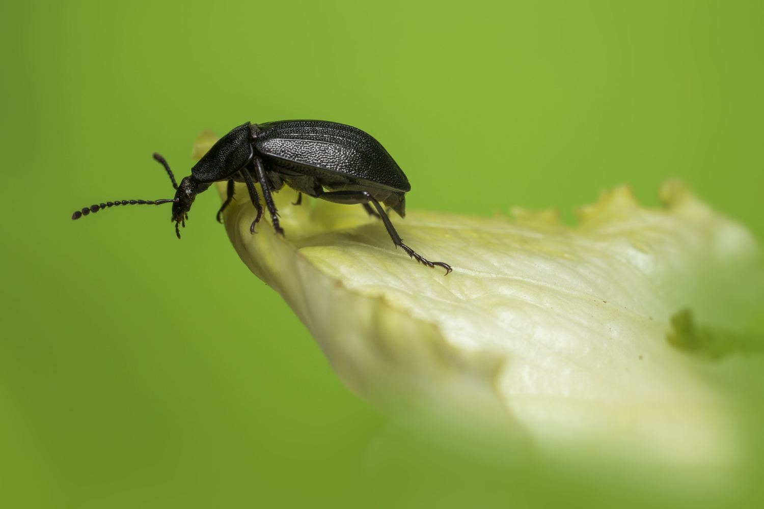 Insect