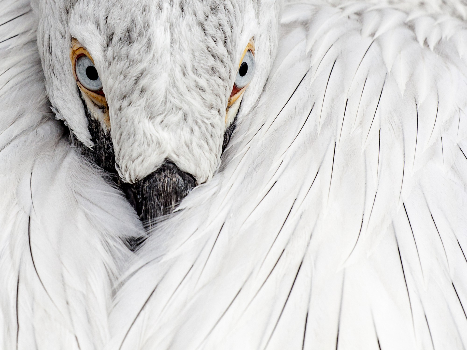 Feather bird