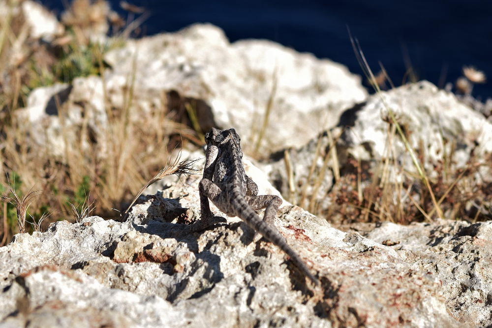 animal camouflage