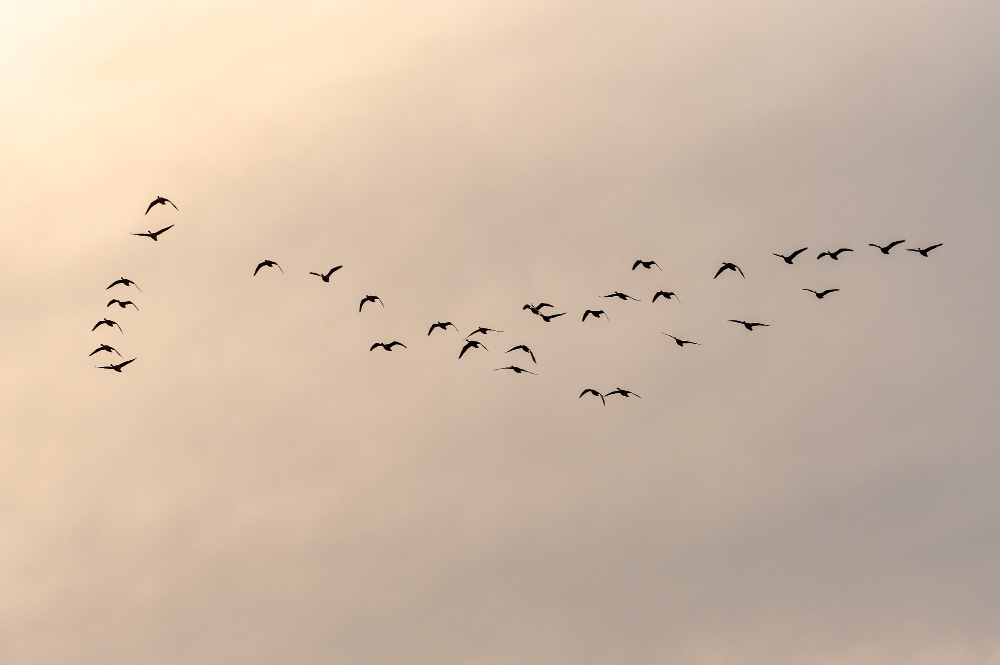 bird flock