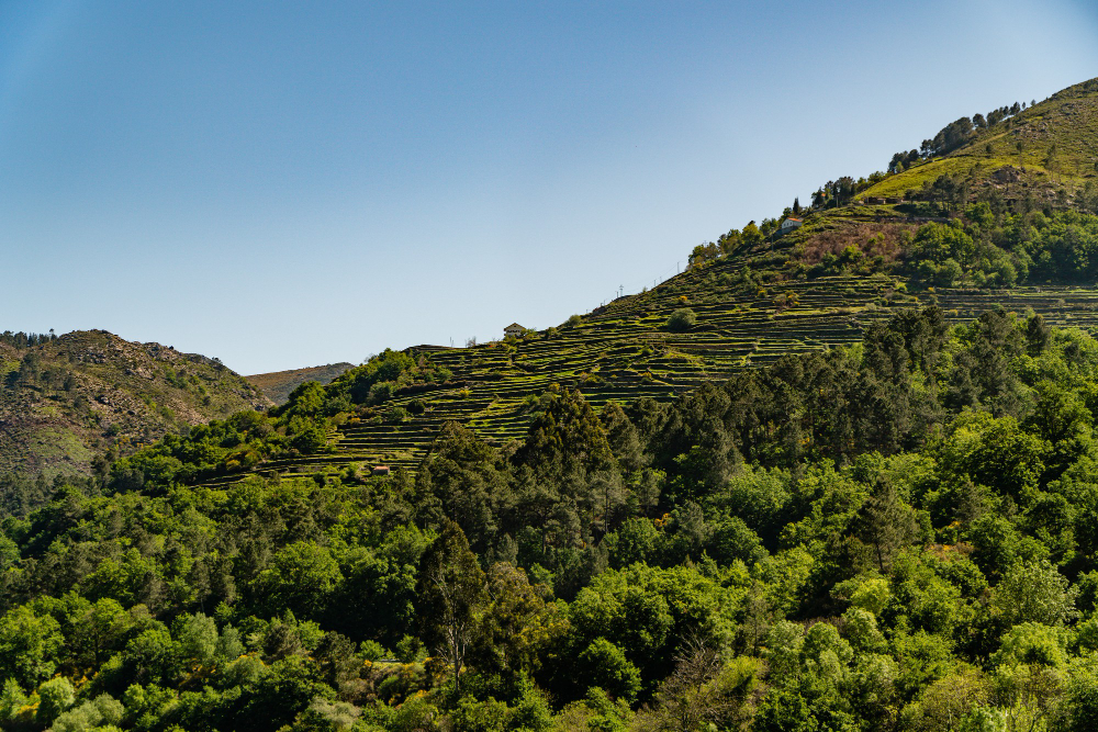 terraced hillside