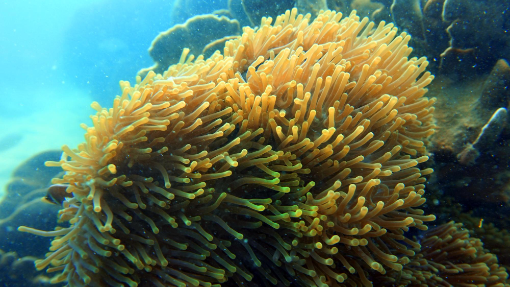 sea sponge