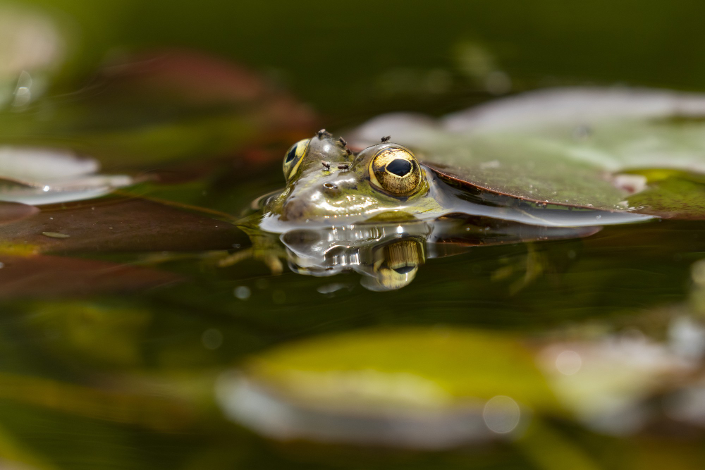 tadpoles pond water
