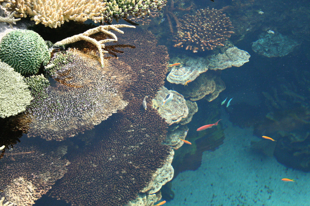 Coral Reef