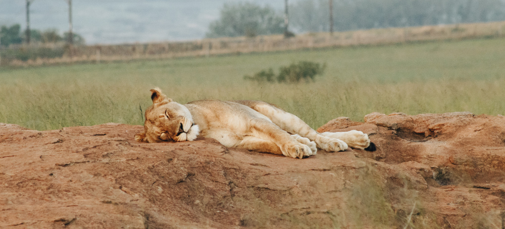 sleeping animal