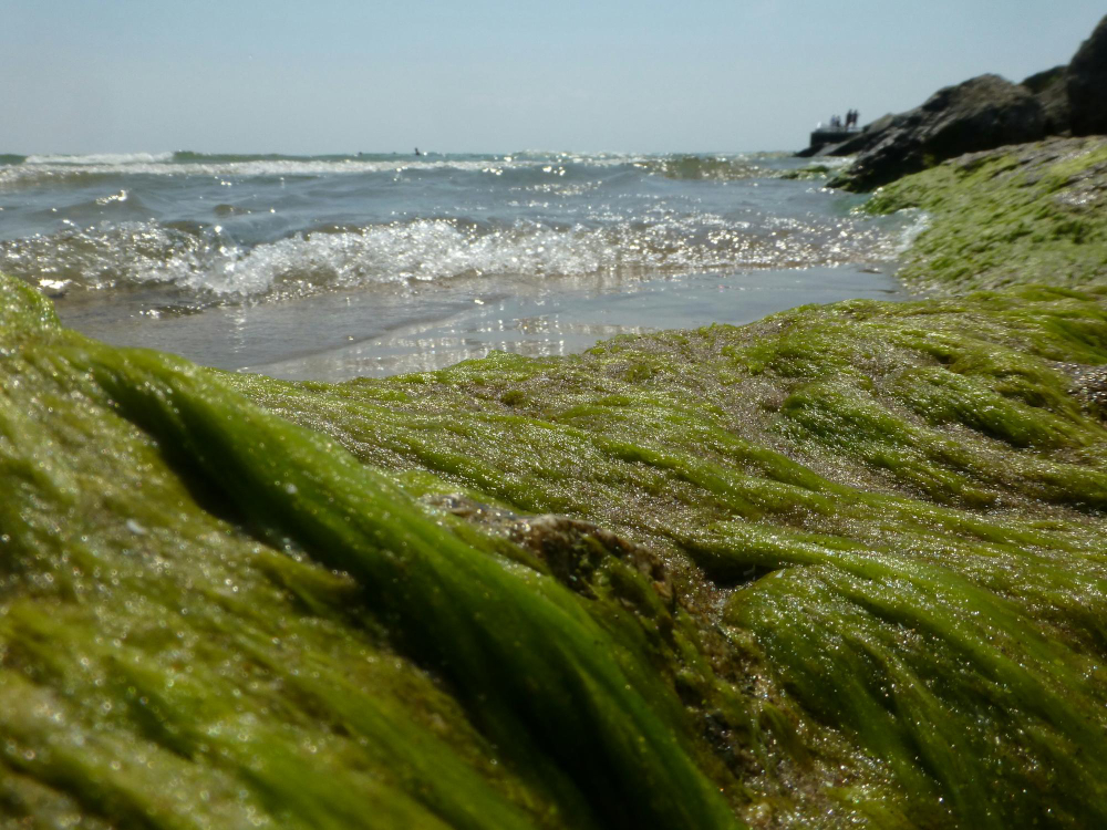 seaweed rocks