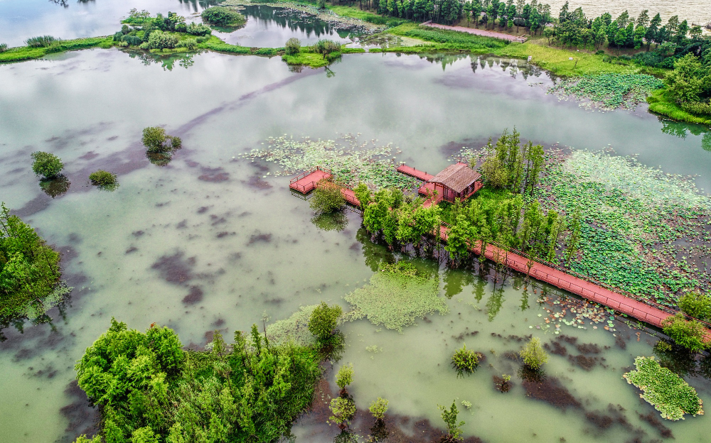 wetland