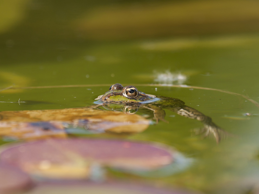tadpoles pond water