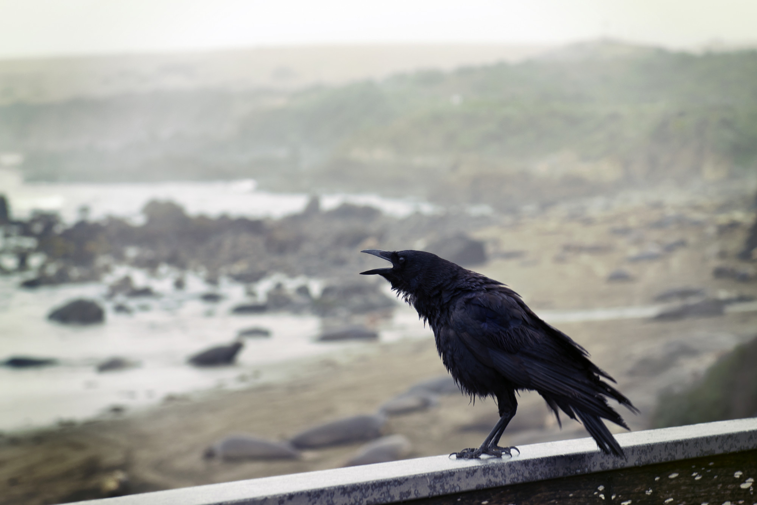 crow bird